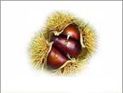 Ardechereisen